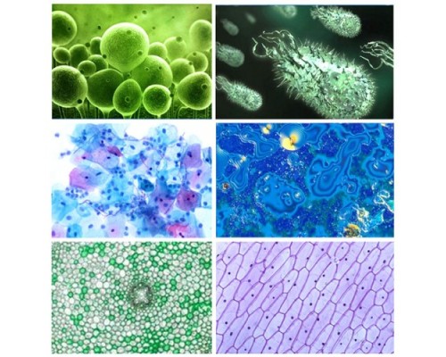 Çocuklar Ve Yeni Başlayanlar Mikroskop Set Ile 300X 600X 1200X Büyütme